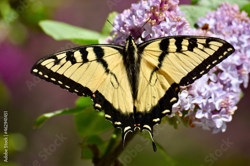 Tiger swallowtail butterfly 