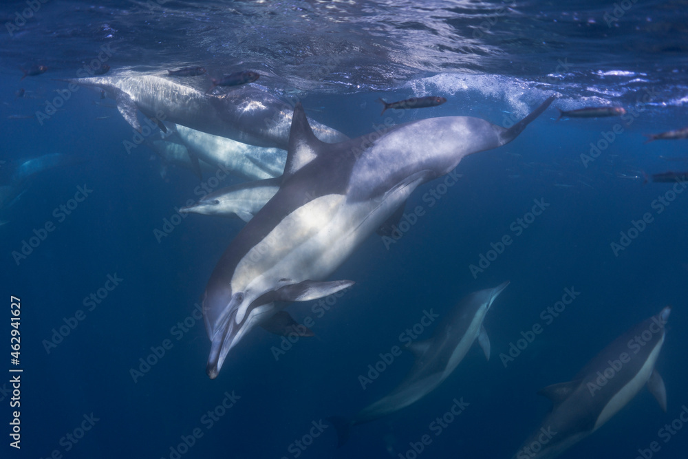 Fototapeta premium Long-beaked common dolphin (Delphinus capensis) pod hunting Southern African pilchard (Sardinops sagax) during South Africa's sardine run.
