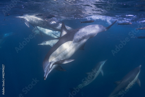 Long-beaked common dolphin (Delphinus capensis) pod hunting Southern African pilchard (Sardinops sagax) during South Africa's sardine run.