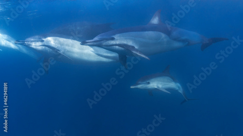 Long-beaked common dolphin (Delphinus capensis) pod hunting Southern African pilchard (Sardinops sagax) during South Africa's sardine run.