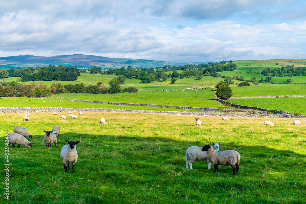 A view of inquisitive sheep in the Dales near Malham, Yorkshire, UK on a summers day