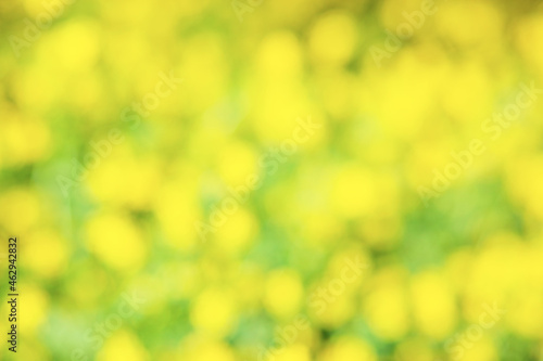  Abstract blurred background. Unfocused bokeh yellow meadow flowers. Summer and spring flower backdrop