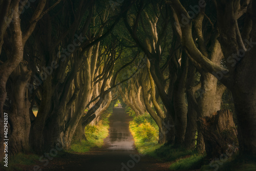 Early morning with haze and worm sunlight at The Dark Hedges, County Antrim, Northern Ireland. Filming location of popular TV show Game of Thrones