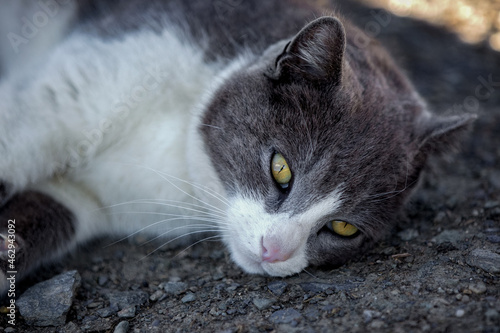 Katze