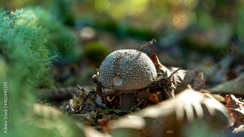 amanita ceciliae in an early state photo