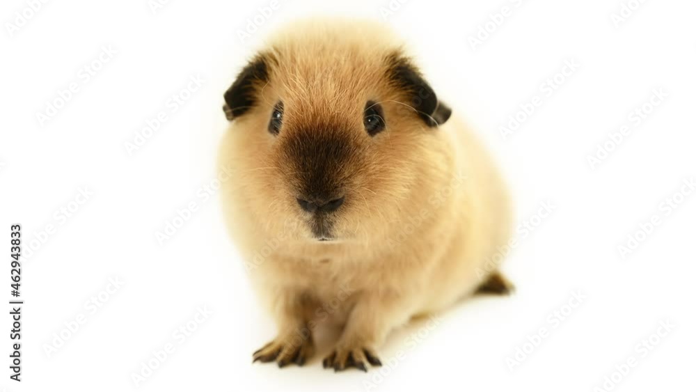 Adorable guinea pig in front of white background
Adorable guinea pig in front of white background