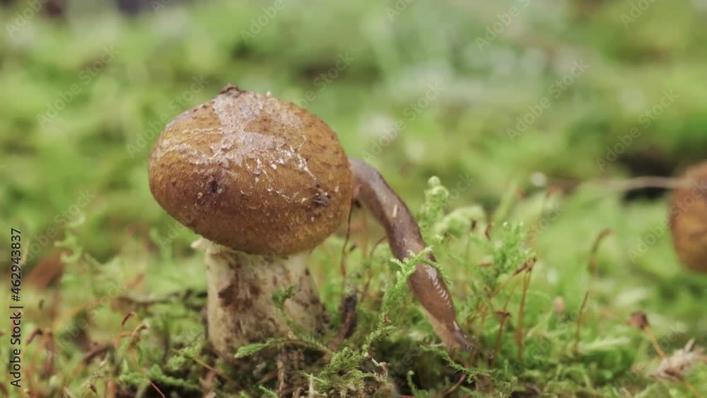 Snail on the mushroom Armillaria mellea, slime. On moss, macro. 360 shot Snail on the mushroom Armillaria mellea, slime. On moss, macro. 360 shot
