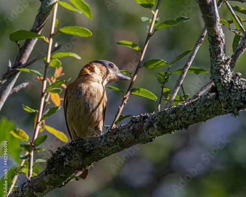 A small songbird resting perched on a tree branch