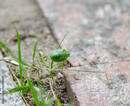 green bug - pest of agricultural crops