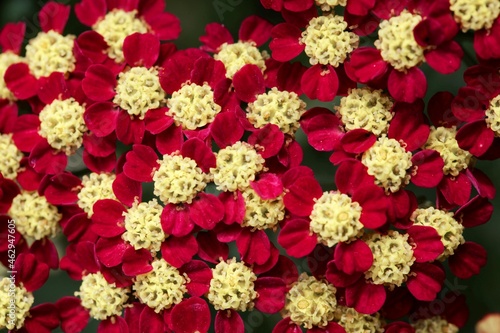 Red and yellow colored Yarrow flowers, Achillea millefolium