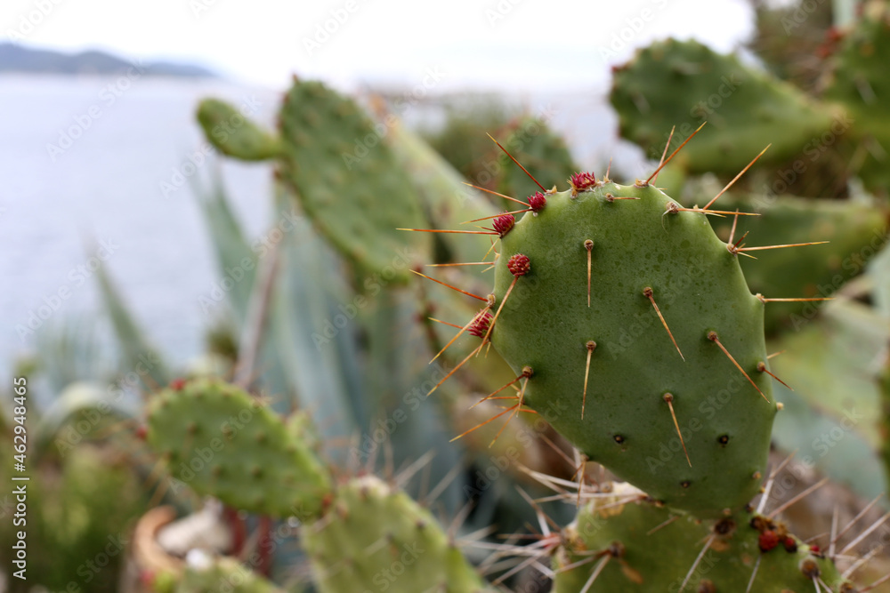 Cactus with red cactus fruits in closeup photographed in Cyprus. Cactus with red cactus fruits in closeup photographed in Cyprus.