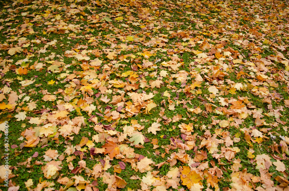 Close-up fallen colorful leaves on the green grass. Autumn concept. Autumn foliage. Colorful autumn leaves on ground in Autumn season. Background from multi-coloured fallen down leaves. Close-up fallen colorful leaves on the green grass. Autumn concept. Autumn foliage. Colorful autumn leaves on ground in Autumn season. Background from multi-coloured fallen down leaves.