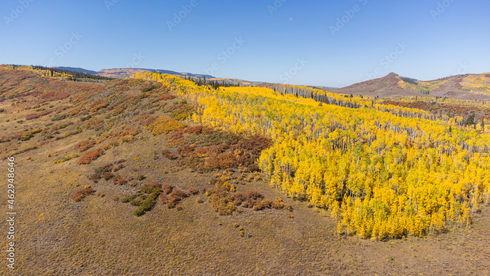 Aspen trees - Colorado fall