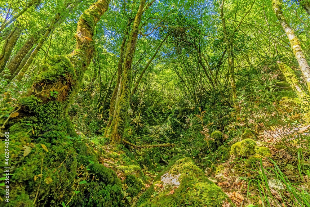 Pictures of a hike through dense green forest along a dried riverbed in Skarline Nature Park in Istria Pictures of a hike through dense green forest along a dried riverbed in Skarline Nature Park in Istria