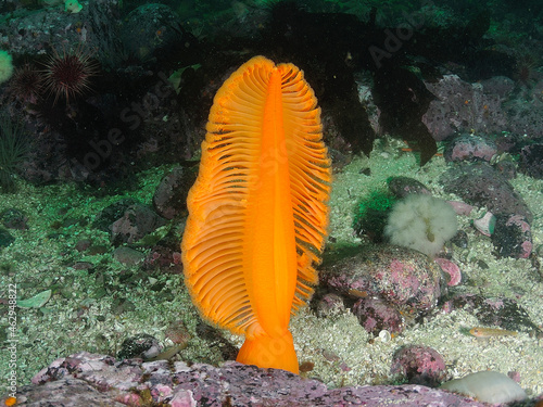 Sea Pen (back view)