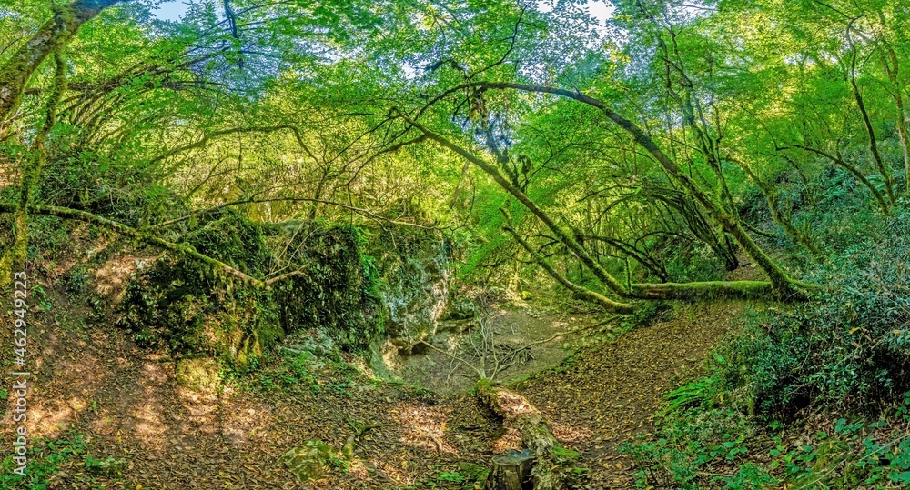 Pictures of a hike through dense green forest along a dried riverbed in Skarline Nature Park in Istria Pictures of a hike through dense green forest along a dried riverbed in Skarline Nature Park in Istria