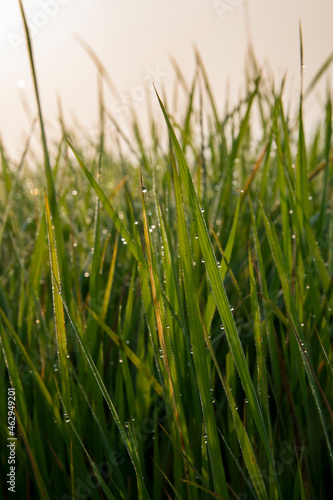 dew particles on paddy plants