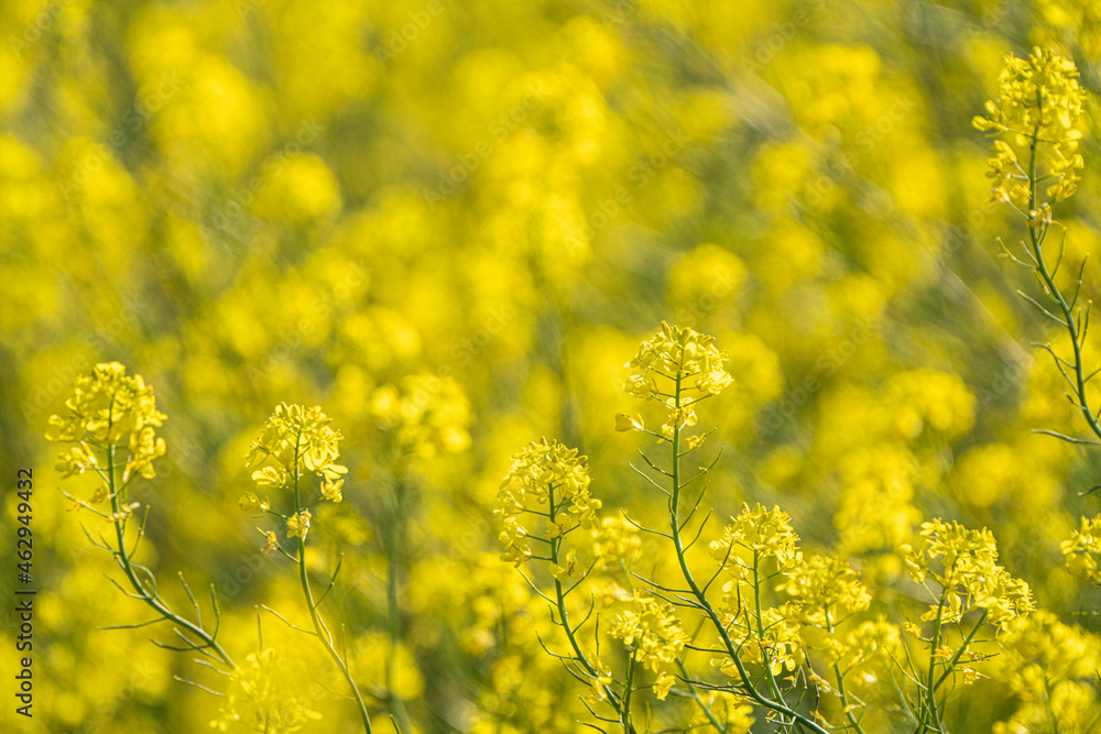 Obraz premium 小牧山城の見える農業地域の自然 菜の花