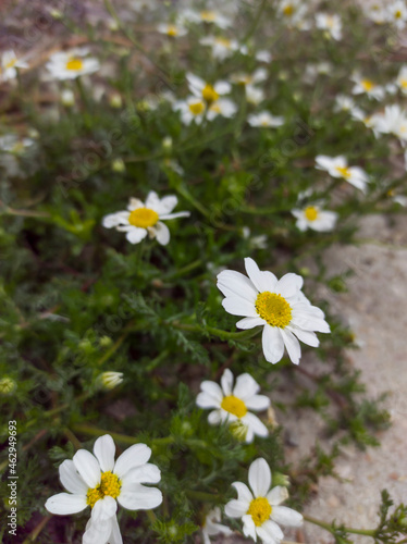 Daisy cluster on a bush on a sunny spring day.