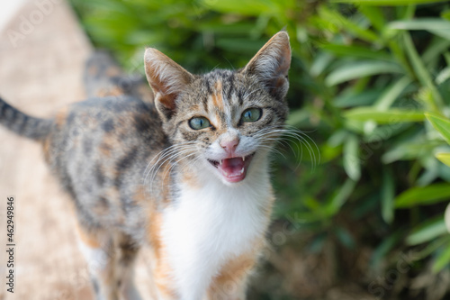 Cat meowing portrait, kitten meowing close-up with selective focus and bokeh background. Cat face portrait photo