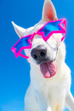funny dog wiht party sunglasses on isolated background