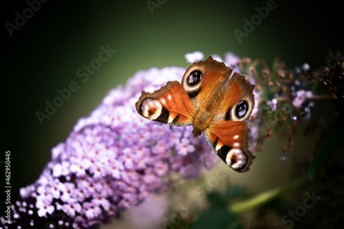 Motyl - rusałka pawik na bzie photo