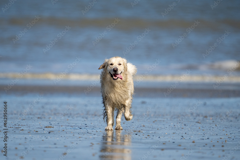 Dog running in the water and enjoying the sun at the beach. Dog having fun at sea in summer.
Dog running in the water and enjoying the sun at the beach. Dog having fun at sea in summer.