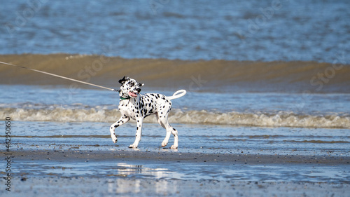 Dog running in the water and enjoying the sun at the beach. Dog having fun at sea in summer. 