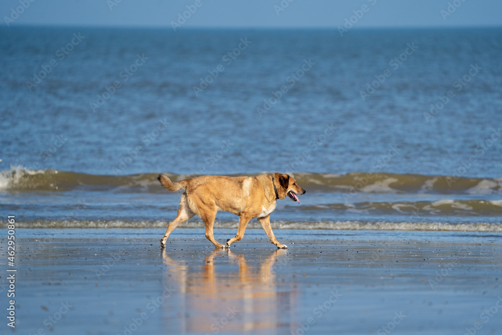 Dog running in the water and enjoying the sun at the beach. Dog having fun at sea in summer.
Dog running in the water and enjoying the sun at the beach. Dog having fun at sea in summer.