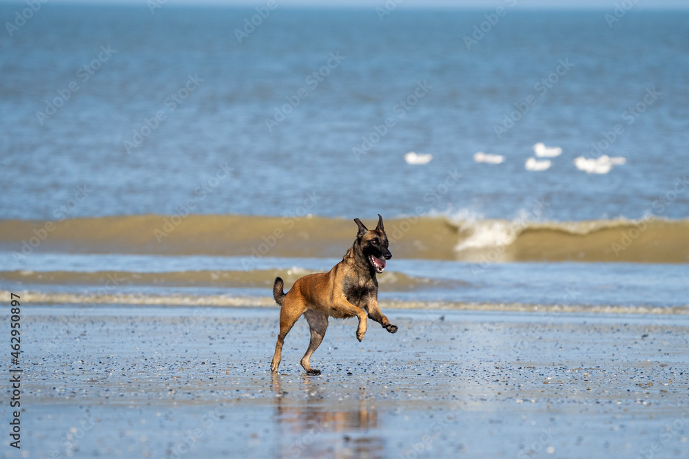 Dog running in the water and enjoying the sun at the beach. Dog having fun at sea in summer.	
