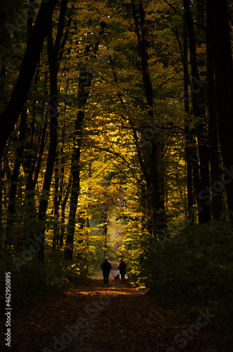Couple walking with dog in park. Autumn forest. Forest path between trees with yellow leaves. Sun rays break through branches of trees.