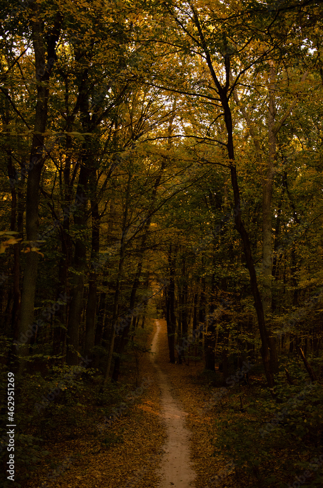 Autumn forest. Forest path between trees with yellow leaves. Sun rays break through branches of trees.