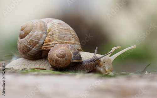 small snail and big snail crawling side by side, mother and child love