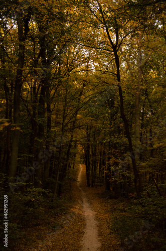 Autumn forest. Forest path between trees with yellow leaves. Sun rays break through branches of trees.