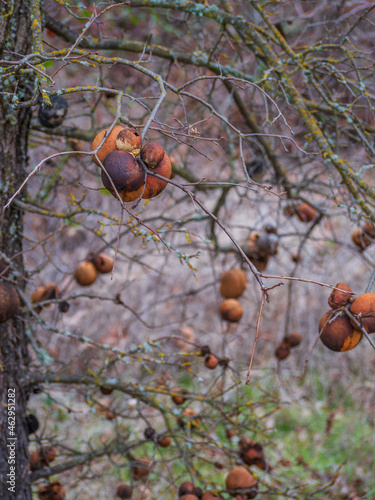 Oak trees covered in Large Tan and Brown Oak Galls
