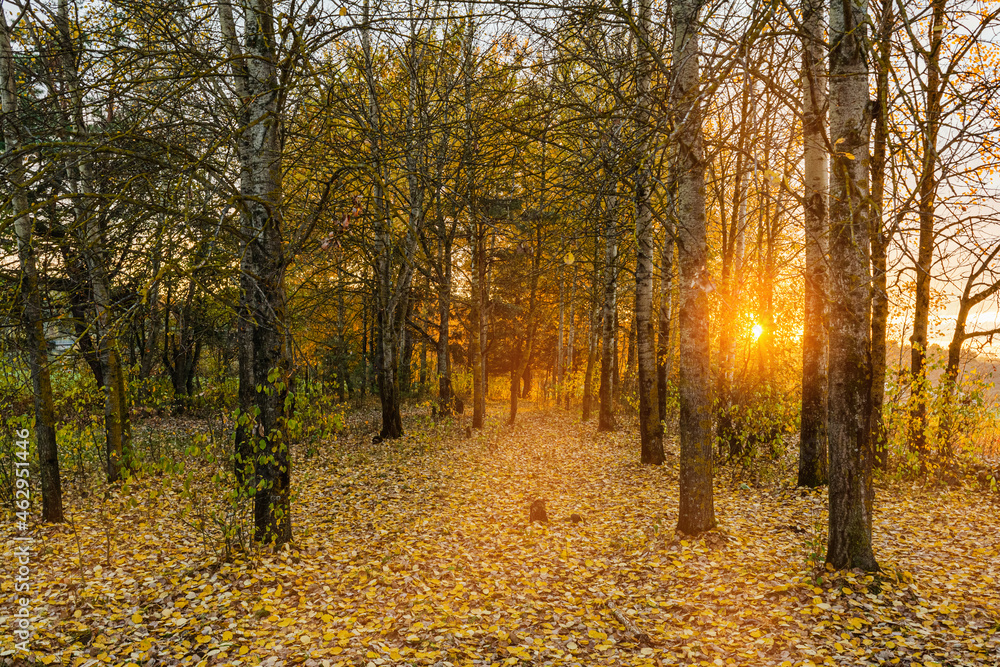 Obraz premium Bare tree trunks of the autumn forest. The dark forest is illuminated by the rays of the setting sun. Fallen leaves on the ground. Sunset in the autumn forest landscape