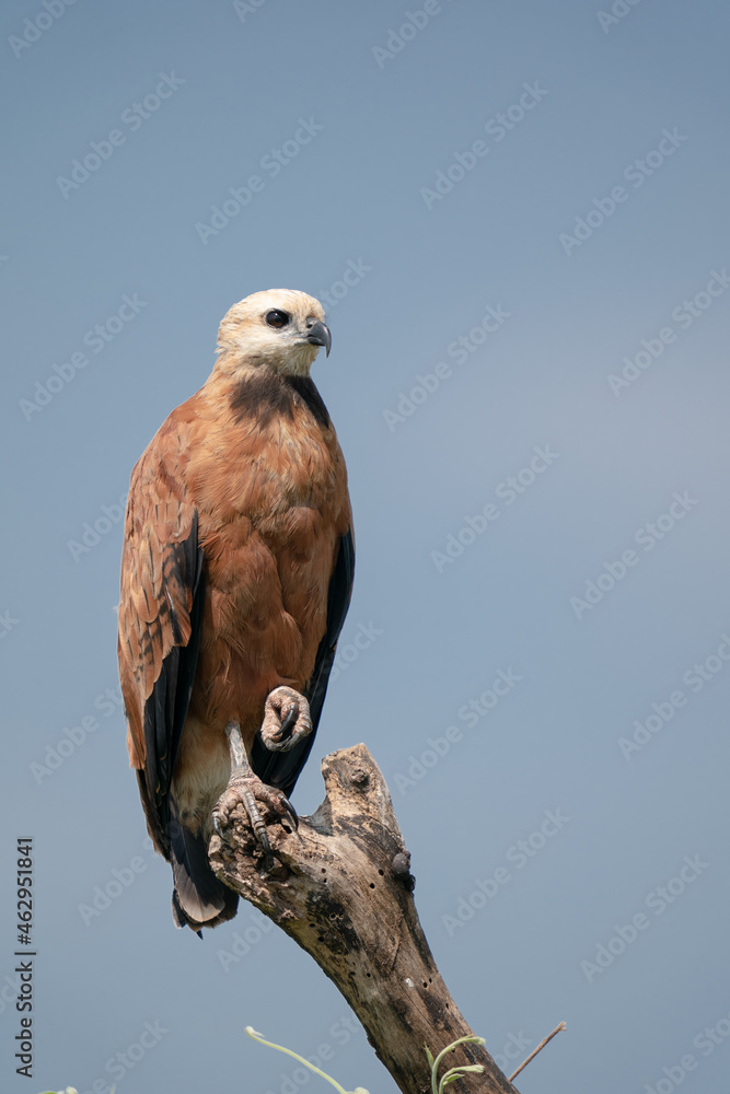 The black-collared hawk (Busarellus nigricollis)