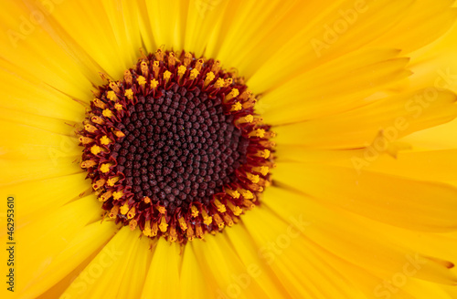 Close-Up of Yellow Calendula Flower selective focus