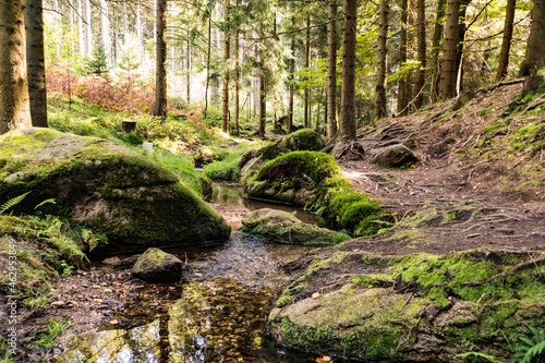 hiking in an amazing czech forest nature