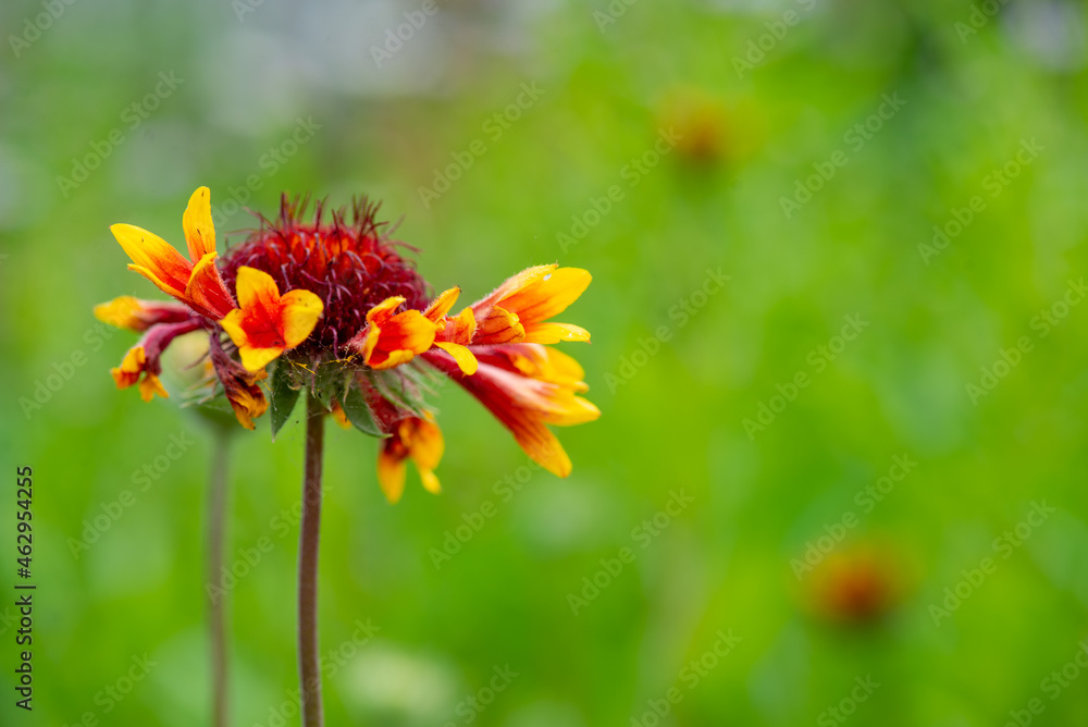 beautiful Gaillardia blooms beautifully on the lawn. High quality photo beautiful Gaillardia blooms beautifully on the lawn. High quality photo