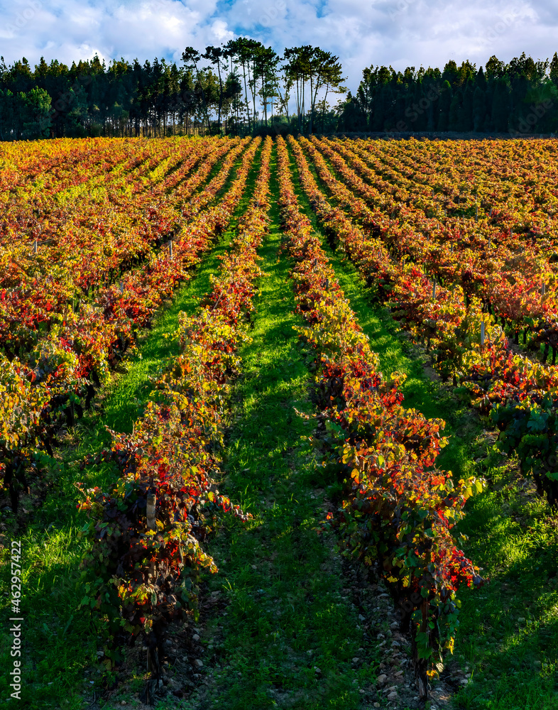 Vinhas na região vitivinícola da Bairrada no outono, depois das vindimas.