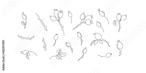 One line art set of hand drawn rose hips. Vector illustration 