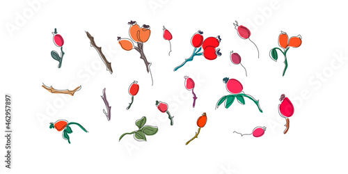 One line art set of hand drawn rose hips. Vector illustration 