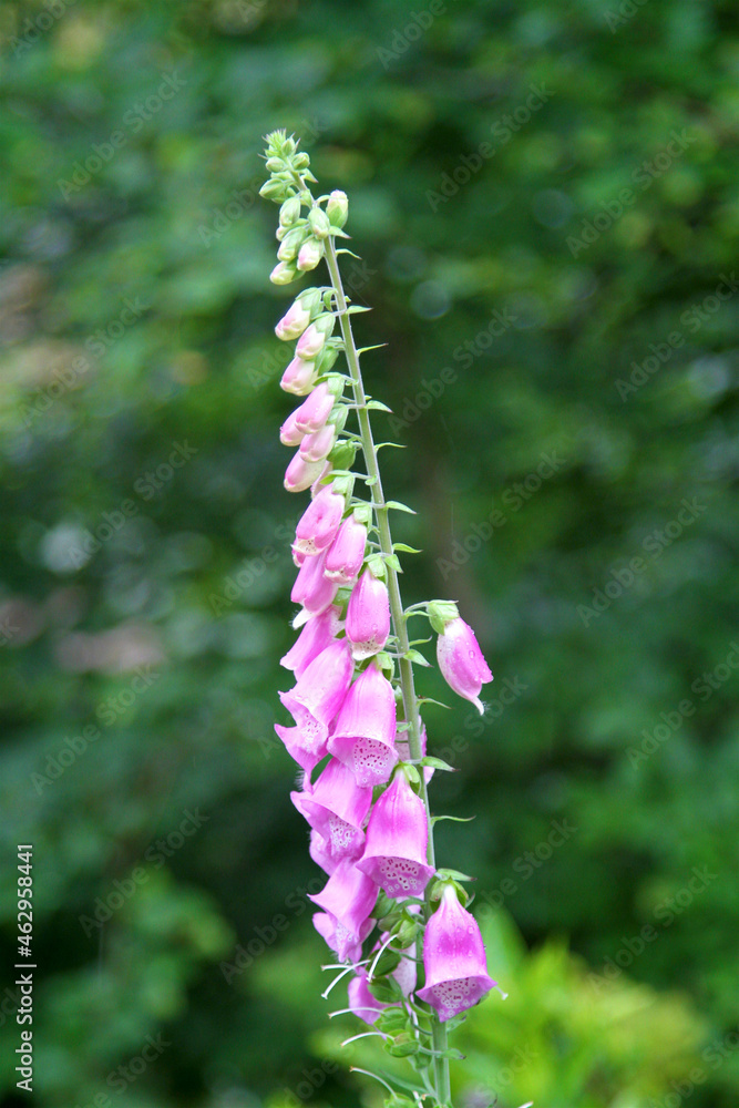 pink coloured english bluebell flower in full bloom pink coloured english bluebell flower in full bloom