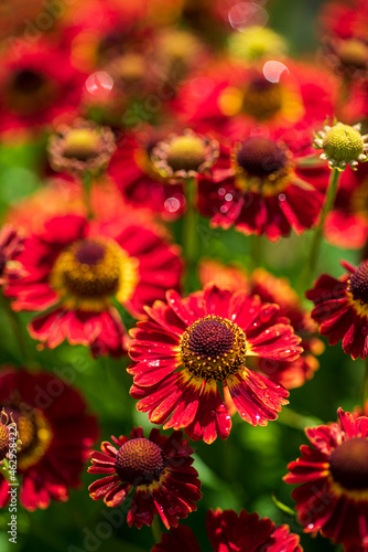 Autumn Gelenium. Red flowers on a bright green and blurry background. Beautiful garden flowers.