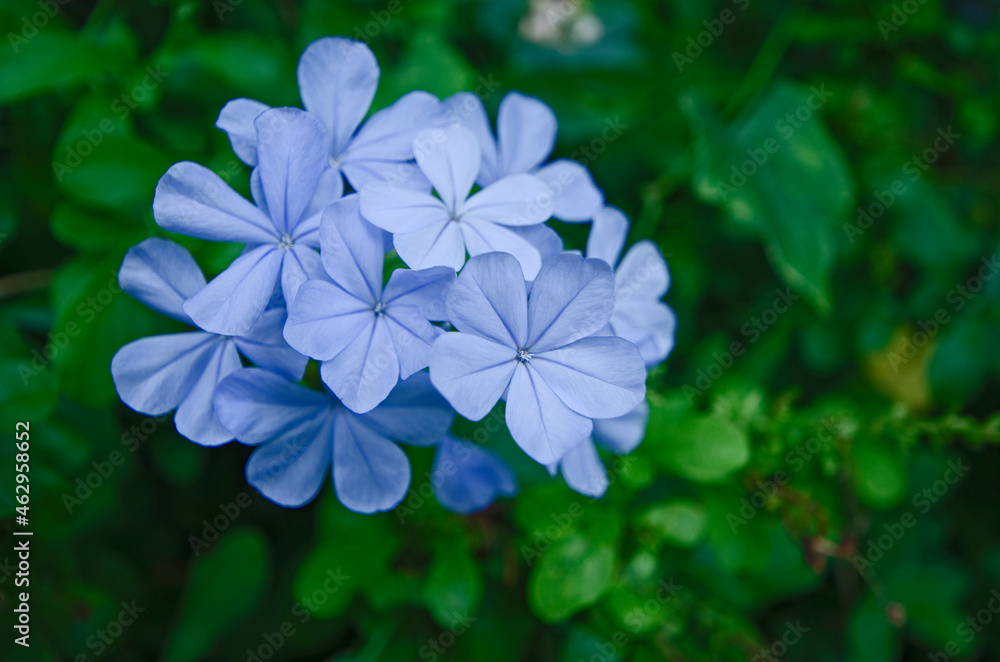 Beautiful blue flowers of Cape leadwort on green background Beautiful blue flowers of Cape leadwort on green background