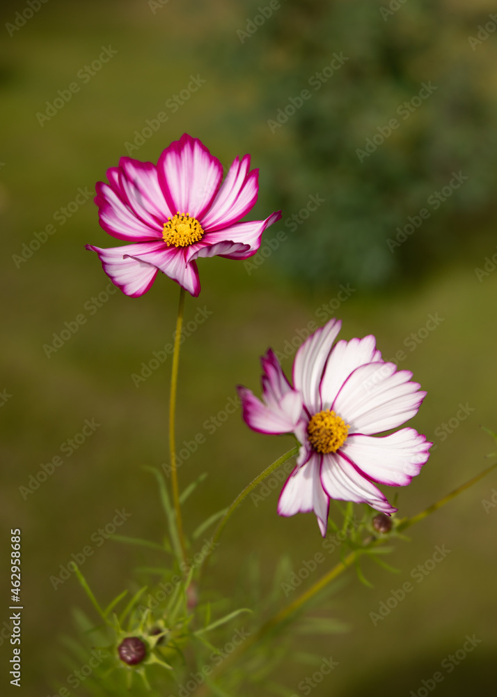 Pink Cosmos Flower Bloom in Alaska Pink Cosmos Flower Bloom in Alaska