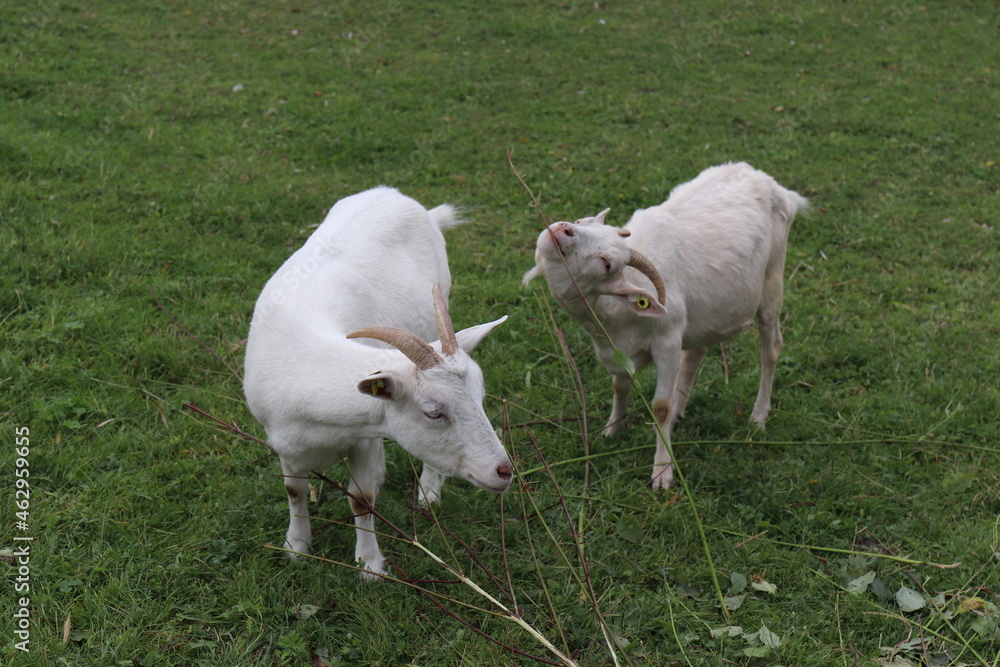 Obraz premium Lustige Ziegen.