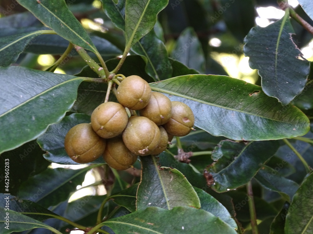 Obraz premium (PITTOSPORUM UNDULATUM) FRUTOS VERDES EN LA RAMA. HOJAS DEL ÁRBOL. 