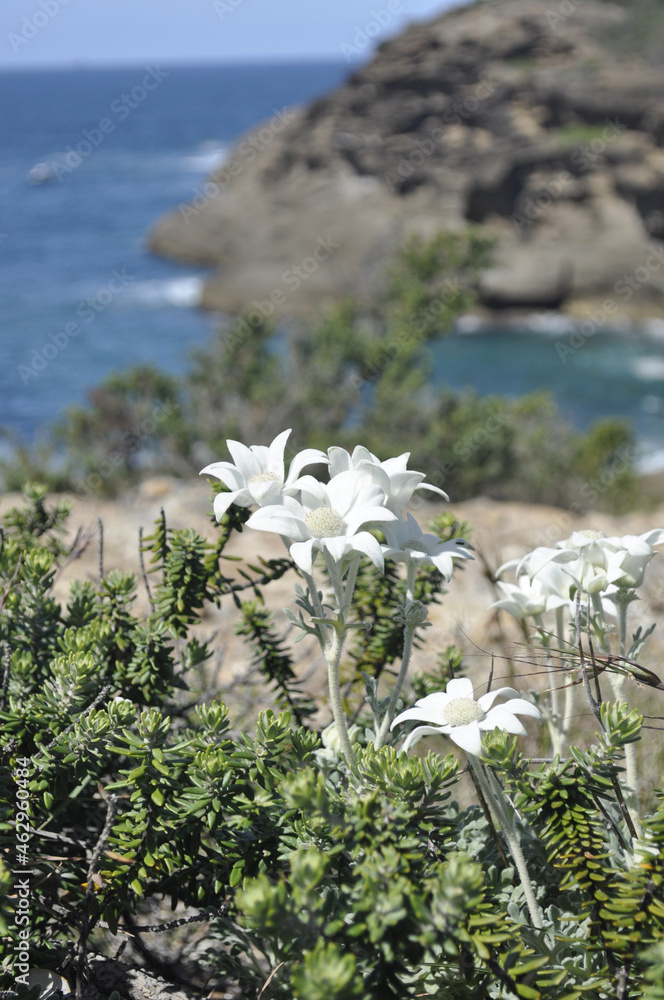 Φωτογραφία Vertical shot of Flannel Flowers (Actinotus helianthi)  in the south of Caves Be